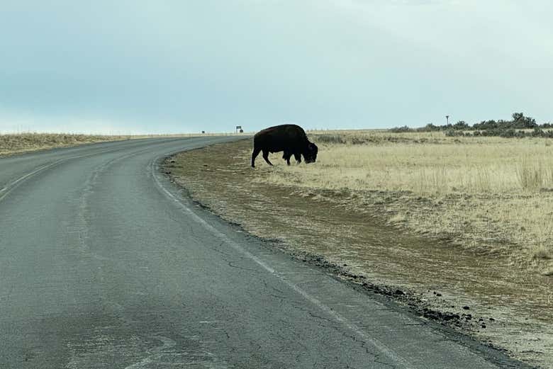 Nos encontraremos algunos animales endémicos en el camino