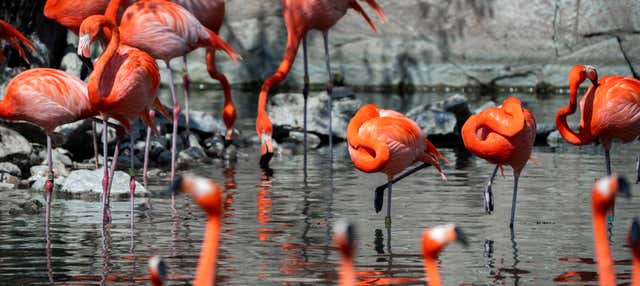 Entrada al Zoo de San Antonio