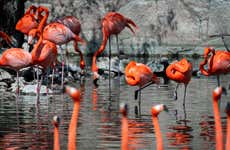 Biglietti per lo Zoo di San Antonio