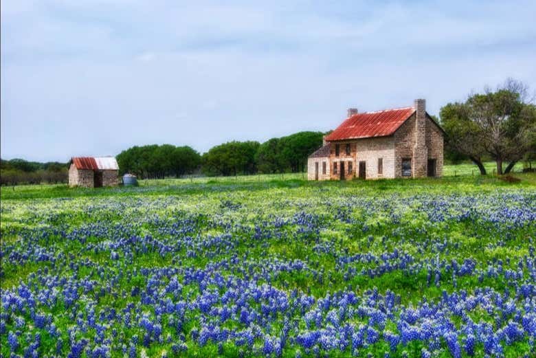 Vous vous promènerez dans de vastes champs de fleurs bleues