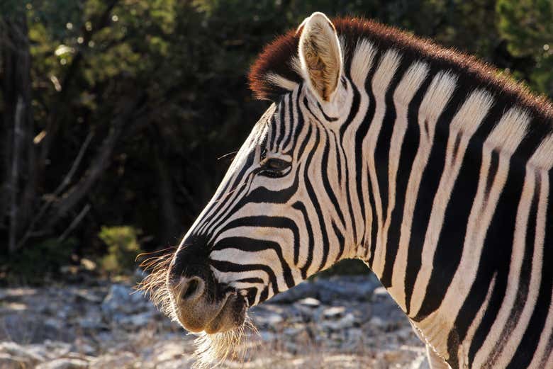 Uma zebra de perfil