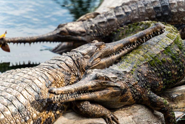 Três crocodilos fora d'água
