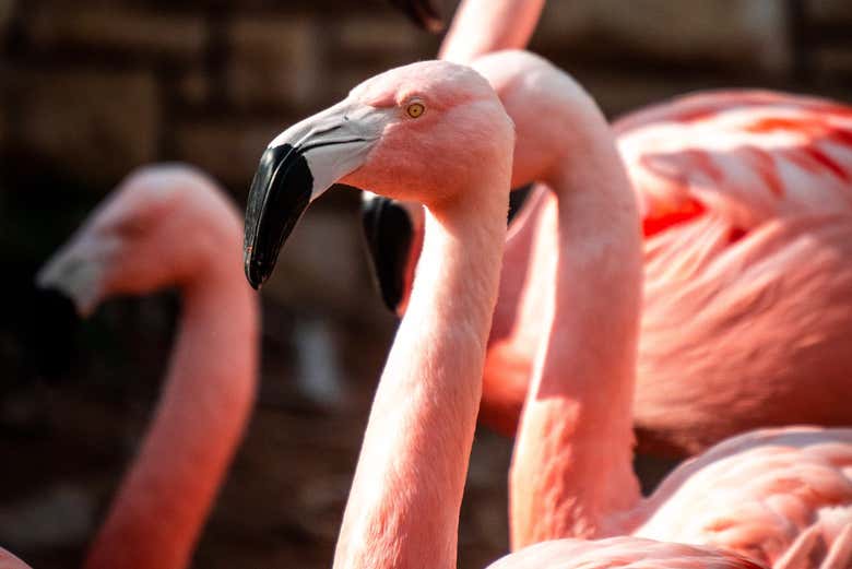 Flamingos no San Antonio Zoo