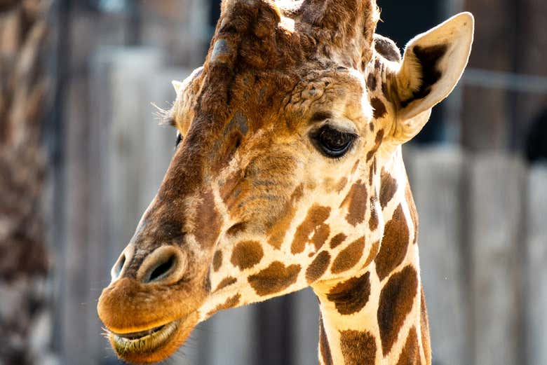 Uma girafa no San Antonio Zoo