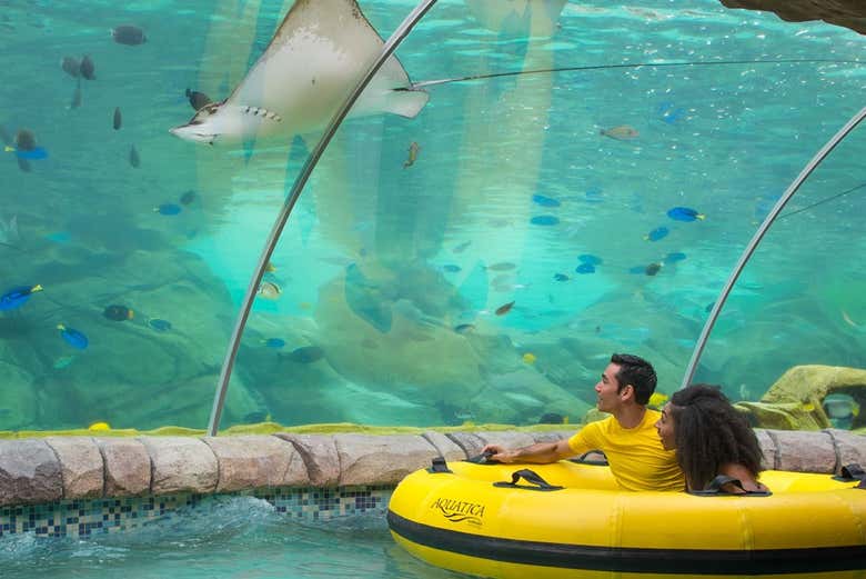 Contemplating the Stingrays of Stingray Falls