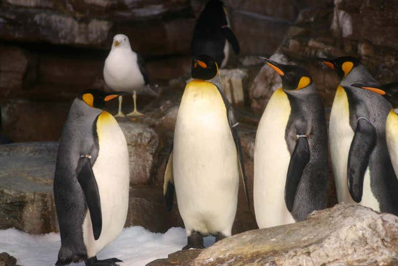 Pinguini del SeaWorld San Antonio