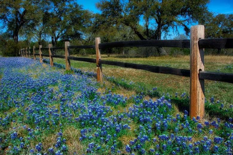 Une autre partie du Texas Hill Country pleine de fleurs bleues