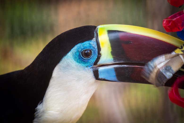 Um tucano