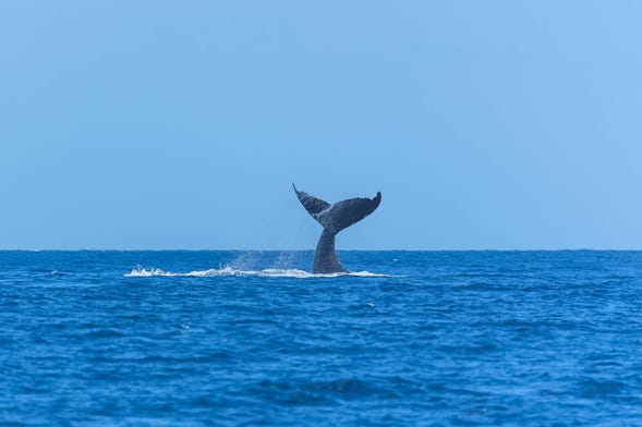 Avistamiento de cetáceos en San Diego