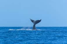 Whale and Dolphin Cruise