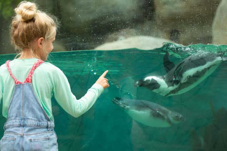 Contemplez l'aquarium des pingouins