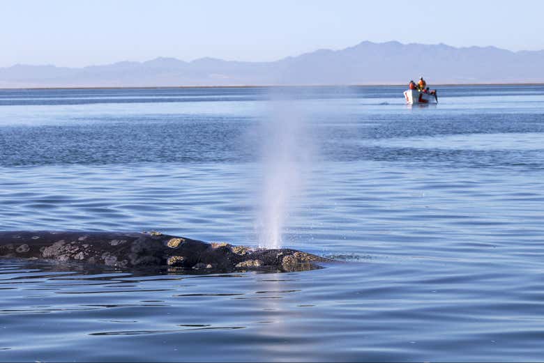 Avistando ballenas gracias al Go City: San Diego Essential Pass
