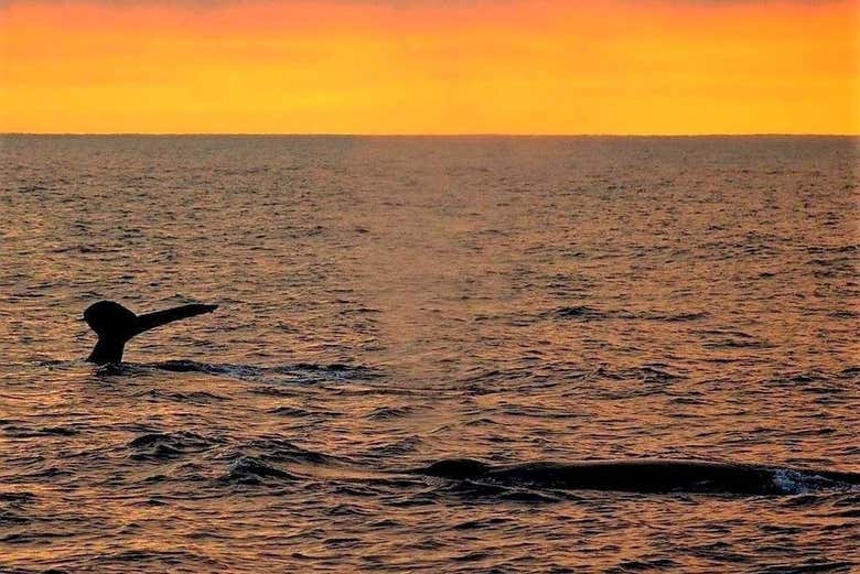 Cola de una ballena al atardecer