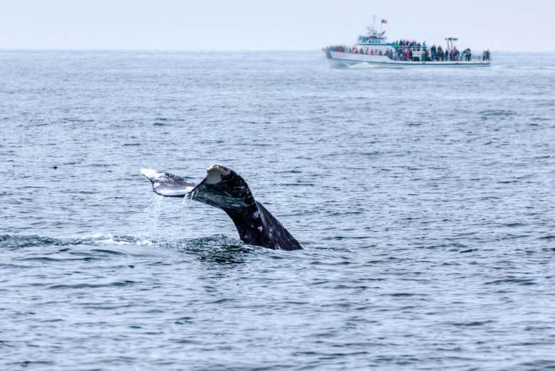 Cola de una ballena gris