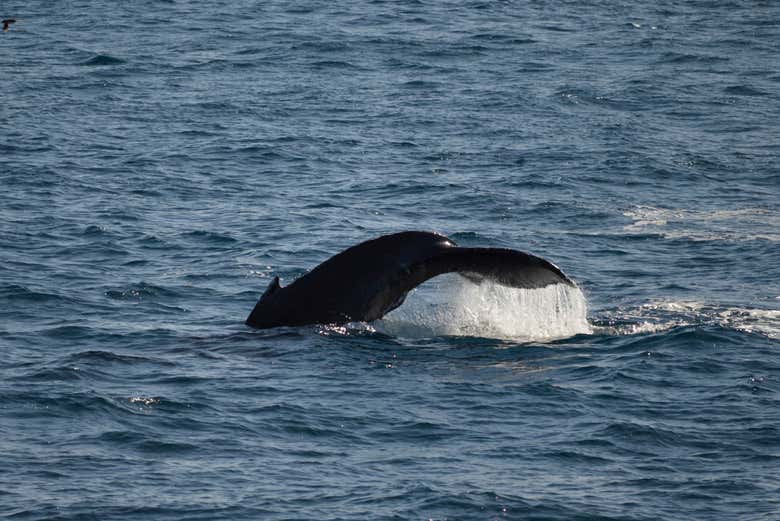 Durante el avistamiento de ballenas