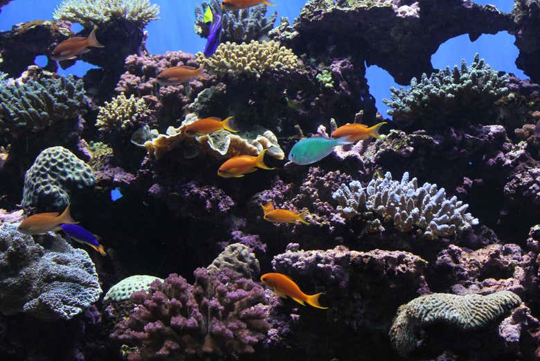 Acuario de San Diego