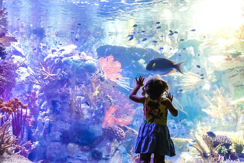 Conociendo el Birch Aquiarum