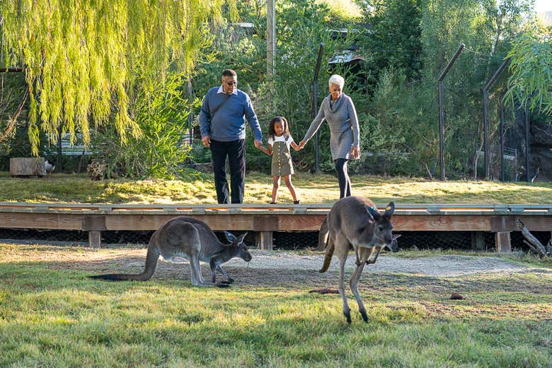 Observando a fauna australiana