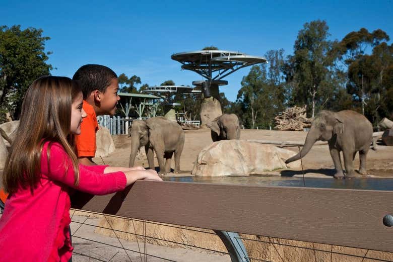 Observando la fauna del Zoo de San Diego