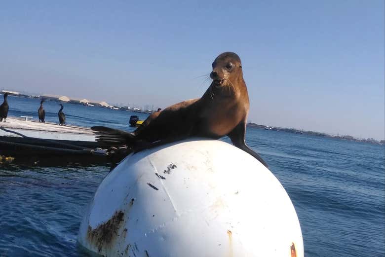 Observez les otaries