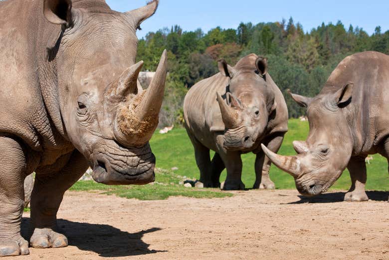 Rinocerontes do Zoológico de San Diego