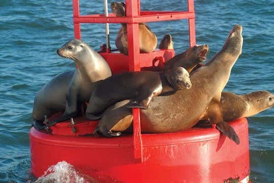 Leões-marinhos em San Diego