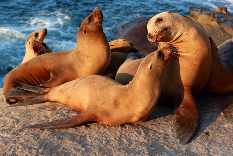 Phoques à La Jolla