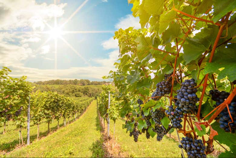 Vignobles de Temecula
