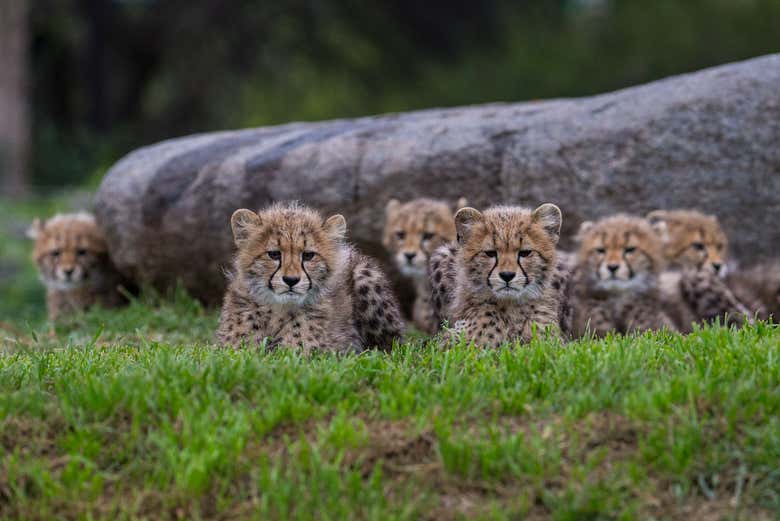 Vous pourrez visiter le zoo de San Diego ou le Safari Park