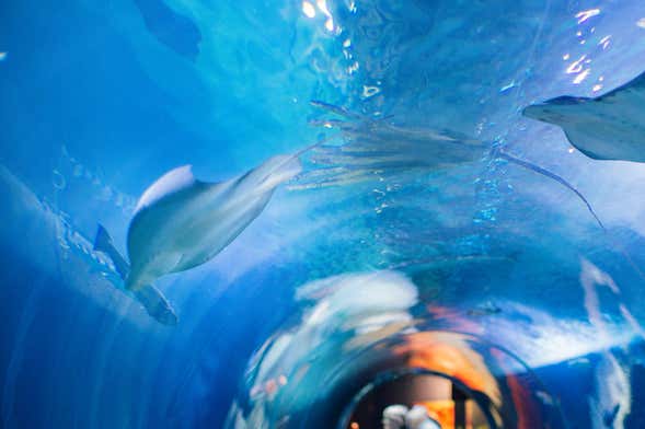 Aquarium of the Bay Tickets