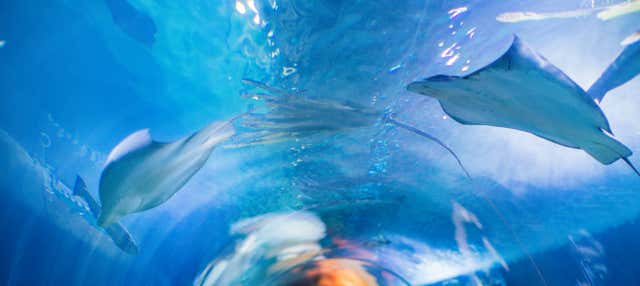 Entrada al Aquarium of the Bay