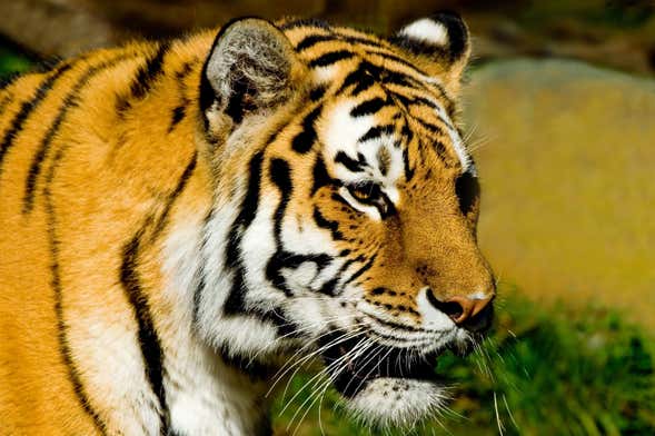 Billet pour le zoo de San Francisco