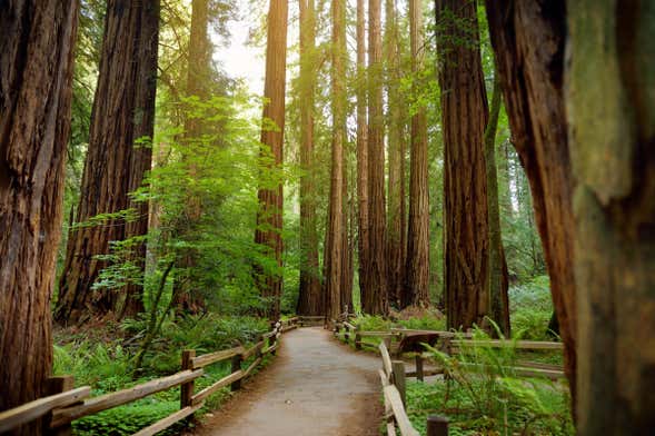 Excursión a Muir Woods y Sausalito