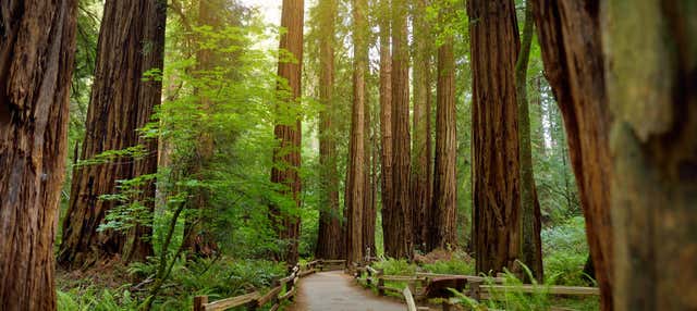 Excursión a Muir Woods y Sausalito