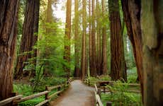 Excursión a Muir Woods y Sausalito