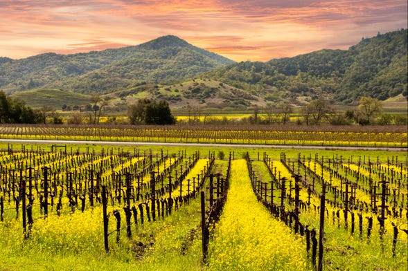 Visite à la découverte du vin à Napa et Sonoma Valley