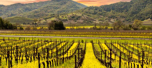 Excursão aos vales do Napa e Sonoma + degustação de vinhos
