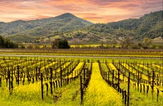 Napa & Sonoma Valley Wine Tour