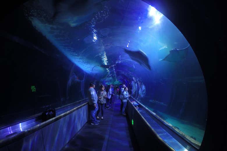 Marvel at marine biodiversity