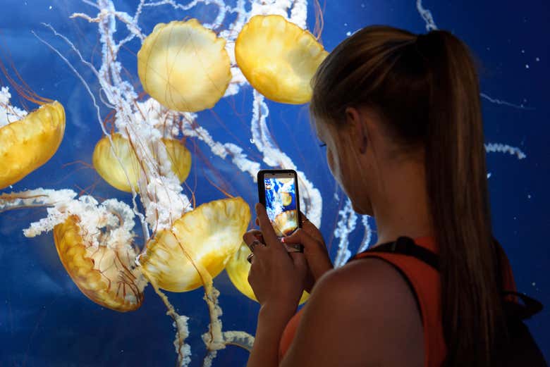 Aquarium of the Bay
