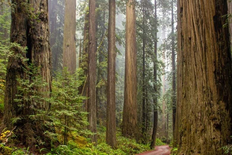 Landscapes of Muir Woods