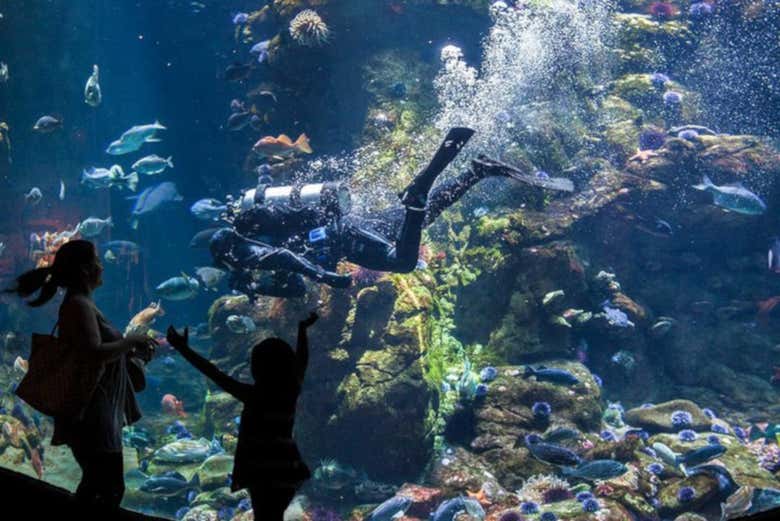 Watching the fish being fed