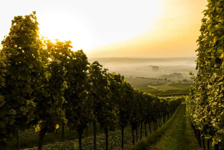 Coucher de soleil sur les vignes