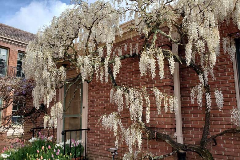 Precious plants