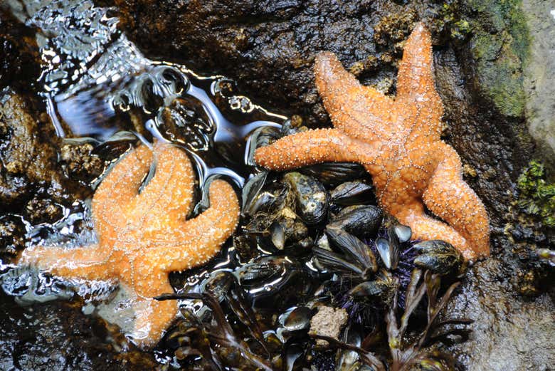 Estrelas-do-mar na Academia de Ciências da Califórnia
