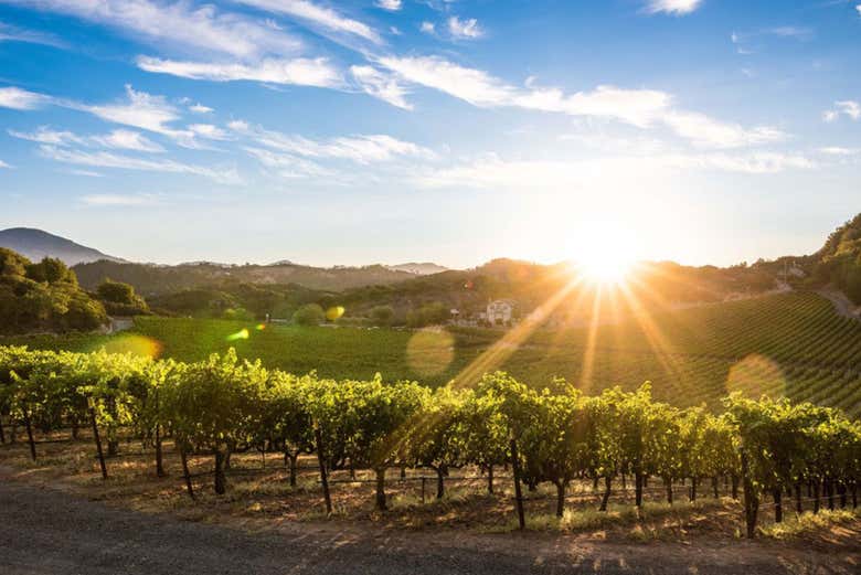 Vinhedos de Napa Valley
