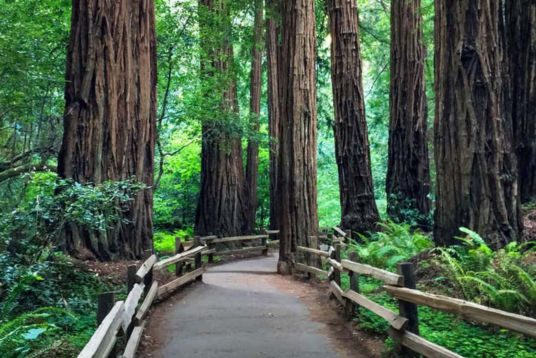 Passaremos pelo Muir Woods