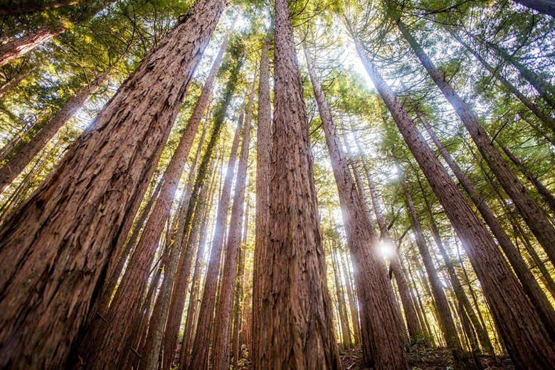 Sequoias de Muir Woods