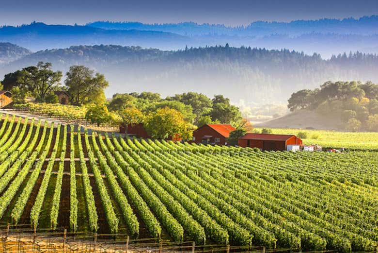 Vinhedos de Napa Valley