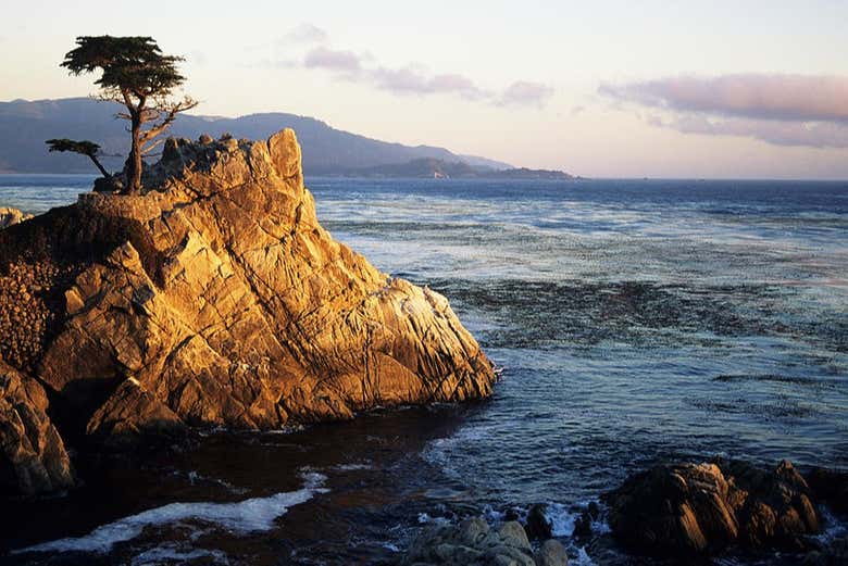 Lone Cypress